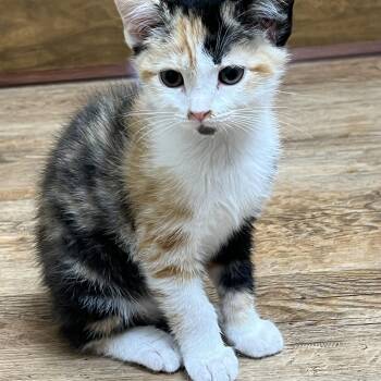 Rescue Domestic Short Hair Cats for Adoption in Johnson City, Tennessee - Sasha | PetCurious