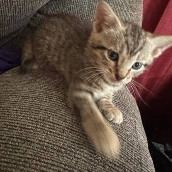 Domestic Short Hair Cats Available for Adoption in Hemet, California - Dean | PetCurious