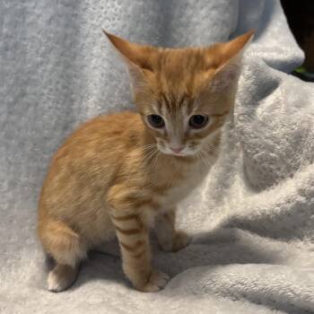 Crush -  Domestic Short Hair Cat for Adoption in La Grange, Kentucky - Crush | PetCurious
