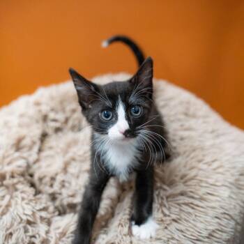 Judas -  Domestic Short Hair Cat for Adoption in Gainesville, Georgia - Judas | PetCurious
