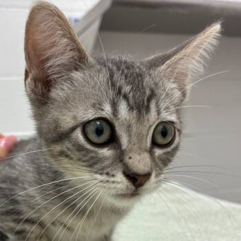 Green Jay -  Domestic Short Hair Cat for Adoption in Corpus Christi, Texas - Green Jay | PetCurious