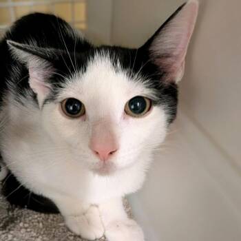 Brioche -  Domestic Short Hair Cat for Adoption in Buffalo, New York - Brioche | PetCurious