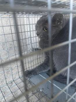 Rescue Domestic Short Hair Cats for Adoption in Louisville, Kentucky - ARSENIC | PetCurious