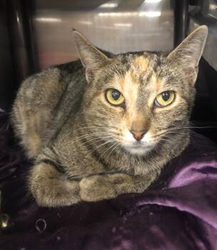 Bella -  Tabby and Calico Cat for Adoption in Greensburg, Pennsylvania - Bella | PetCurious