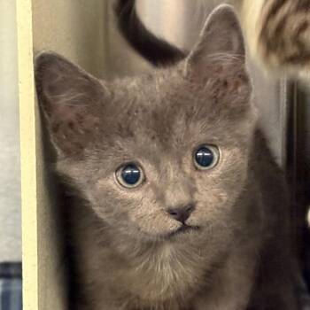 Bonnie -  Domestic Short Hair Cat for Adoption in Newark, New Jersey - Bonnie | PetCurious