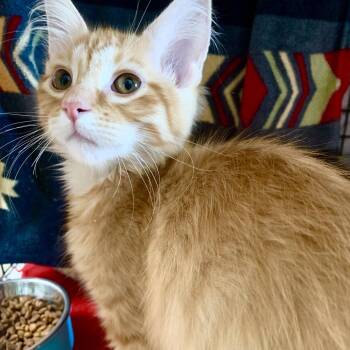 Monkey Do -  Domestic Medium Hair Cat for Adoption in Chicago, Illinois - Monkey Do | PetCurious