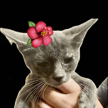 Rescue Domestic Short Hair Cats for Adoption in Hemet, California - Lil Grape | PetCurious