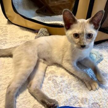 Fiona -  Siamese Cat Available for Adoption in Agoura Hills, California - Fiona | PetCurious