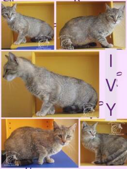 IVY -  Domestic Short Hair Cat for Adoption in Kenansville, North Carolina - IVY | PetCurious