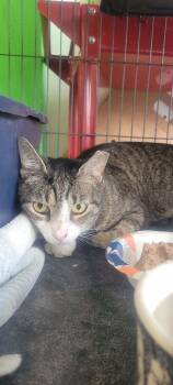 Apple Jax -  Domestic Short Hair Cat Available for Adoption in Naples, Florida - Apple Jax | PetCurious