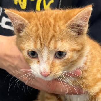 Domestic Short Hair Cats Available for Adoption - Beso | PetCurious