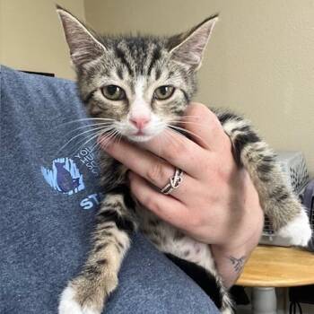 Rescue Domestic Short Hair Cats for Adoption in Lake Panasoffkee, Florida - Waze | PetCurious