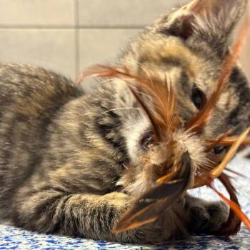 Glee -  Domestic Short Hair Cat for Adoption in Denver, Colorado - Glee | PetCurious