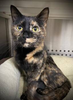Sushi -  Domestic Short Hair Cat for Adoption in Jackson, Michigan - Sushi | PetCurious