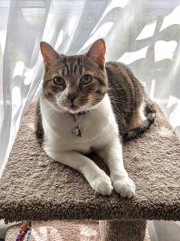 Domestic Short Hair Cats Available for Adoption in Memphis, Tennessee - Emerson | PetCurious