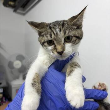 Reed -  Domestic Short Hair Cat for Adoption in New York, New York - Reed | PetCurious