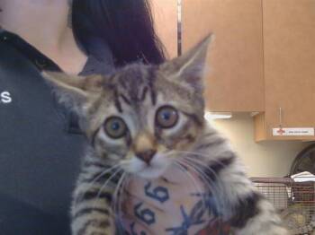 EDUARDO -  Domestic Short Hair Cat Available for Adoption in Sacramento, California - EDUARDO | PetCurious