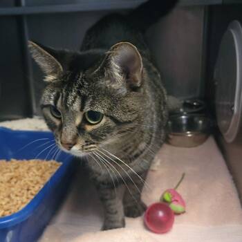 Samantha -  Domestic Short Hair Cat for Adoption in Plover, Wisconsin - Samantha | PetCurious