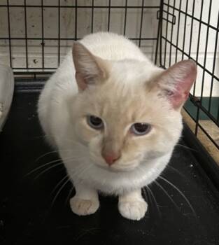 Rescue Domestic Short Hair Cats for Adoption in Anderson, Indiana - Sultan | PetCurious