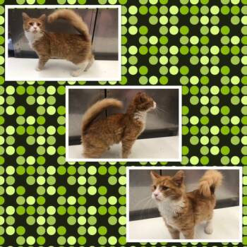 Domestic Long Hair Cats Available for Adoption in Buckhannon, West Virginia - ARTIE | PetCurious