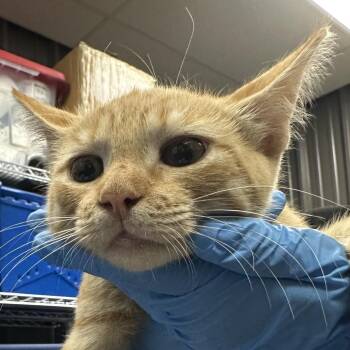 FWT Cheesecake -  Domestic Short Hair Cat for Adoption in Midland, Texas - FWT Cheesecake | PetCurious