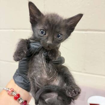 Sequoia -  Domestic Short Hair Cat for Adoption in Reno, Nevada - Sequoia | PetCurious