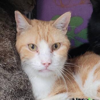 Kramer -  Domestic Short Hair Cat for Adoption in Las Vegas, Nevada - Kramer | PetCurious