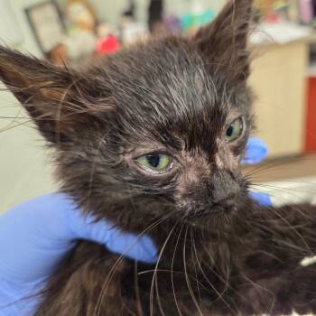 Bullwinkle -  Domestic Short Hair Cat for Adoption in Chattanooga, Tennessee - Bullwinkle | PetCurious