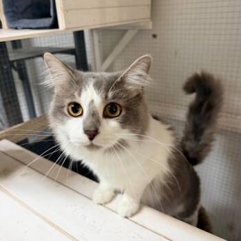 Russian Blue and Domestic Medium Hair Cats Available for Adoption in Nokesville, Virginia - Nimo | PetCurious