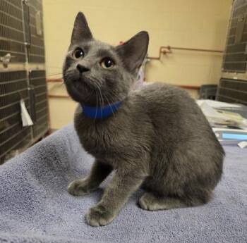 Evan -  Domestic Short Hair Cat for Adoption in Westland, Michigan - Evan | PetCurious