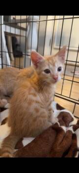Goldie -  Domestic Short Hair Cat for Adoption in Salisbury, North Carolina - Goldie | PetCurious