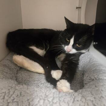 Carmel Bugle -  Domestic Short Hair Cat for Adoption in Phoenixville, Pennsylvania - Carmel Bugle | PetCurious