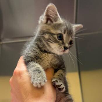 Dhanielle -  Domestic Short Hair Cat for Adoption in Pittsburgh, Pennsylvania - Dhanielle | PetCurious