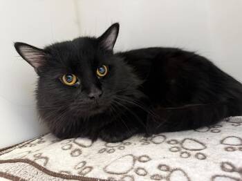 Domestic Short Hair Cats Available for Adoption - Louis | PetCurious