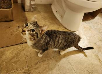 Domestic Short Hair Cats Available for Adoption - Claudette | PetCurious