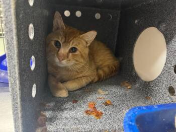 Domestic Short Hair Cats Available for Adoption in Danielsville, Georgia - Martin Cat 2 | PetCurious