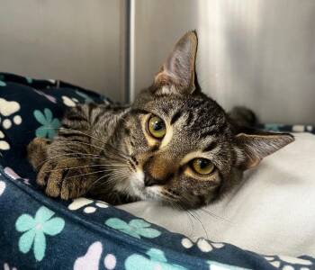Billy Bones -  Domestic Short Hair Cat for Adoption in Logan, Utah - Billy Bones | PetCurious