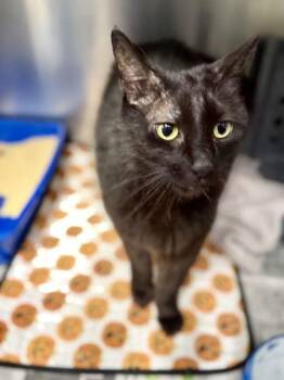 Bunni -  Domestic Medium Hair and Domestic Short Hair Cat for Adoption in Daytona Beach, Florida - Bunni | PetCurious