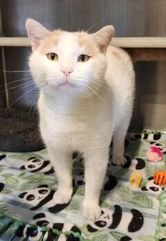 Rescue Domestic Short Hair and Tabby Cats for Adoption in Fairfield, Iowa - Rusty | PetCurious