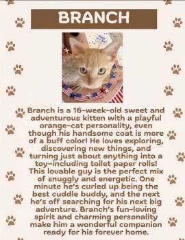 Branch -  Domestic Short Hair Cat for Adoption in Lafayette, Colorado - Branch | PetCurious