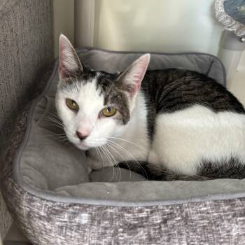 Coconut -  Domestic Short Hair Cat for Adoption in Queenstown, Maryland - Coconut | PetCurious