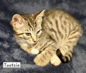 American Shorthair Cats Available for Adoption - Tootsie | PetCurious