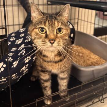 Brenda -  Domestic Medium Hair Cat for Adoption in Rocky Mount, Virginia - Brenda | PetCurious