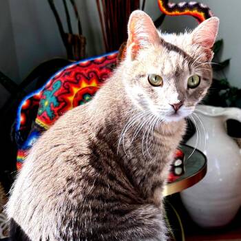 Domestic Short Hair Cats Available for Adoption in Richmond, California - DONOVAN | PetCurious