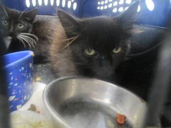 A391062 -  Domestic Medium Hair Cat for Adoption in Ocala, Florida - A391062 | PetCurious