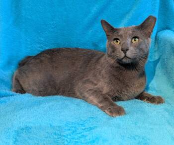 Keeko -  Russian Blue Cat for Adoption in Houston, Texas - Keeko | PetCurious