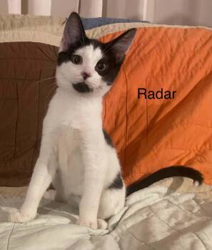 Radar -  Domestic Short Hair Cat for Adoption in Wyandotte, Michigan - Radar | PetCurious