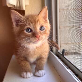 Domestic Short Hair Cats Available for Adoption - Shimmer 3 | PetCurious