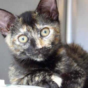 Sheba -  Domestic Short Hair Cat for Adoption in Newark, New Jersey - Sheba | PetCurious
