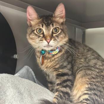 PR0683 Aslan -  Domestic Short Hair Cat for Adoption in Port Washington, New York - PR0683 Aslan | PetCurious